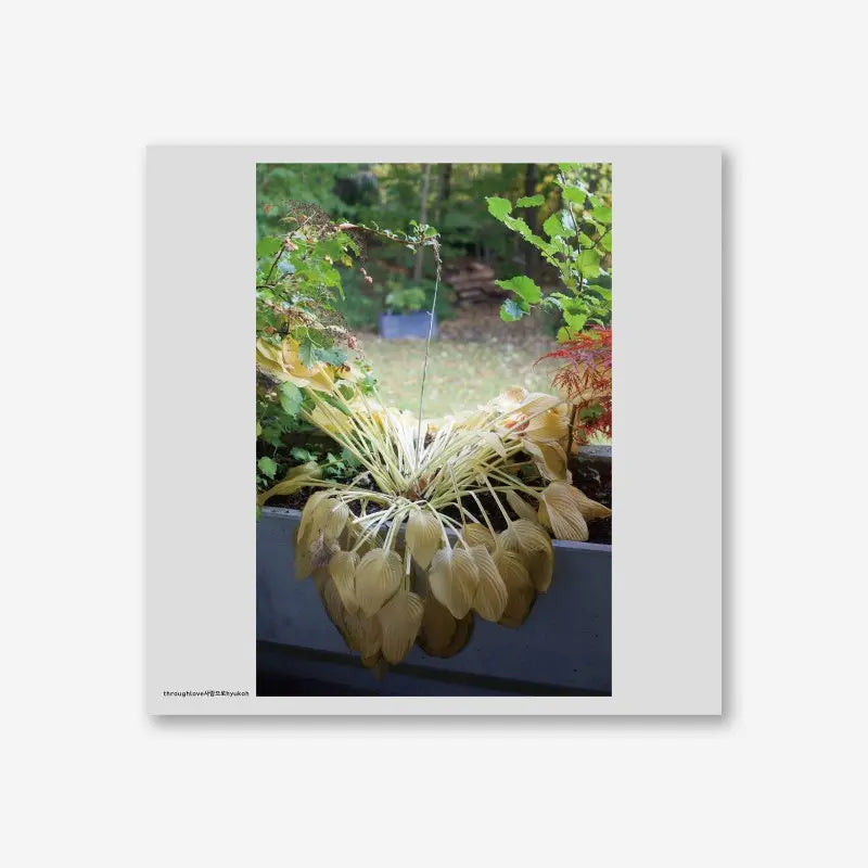HYUKOH 5th Album - Through Love (LP) – Choice Music LA HYUKOH 5th Album - Through Love (LP) – Choice Music LA
